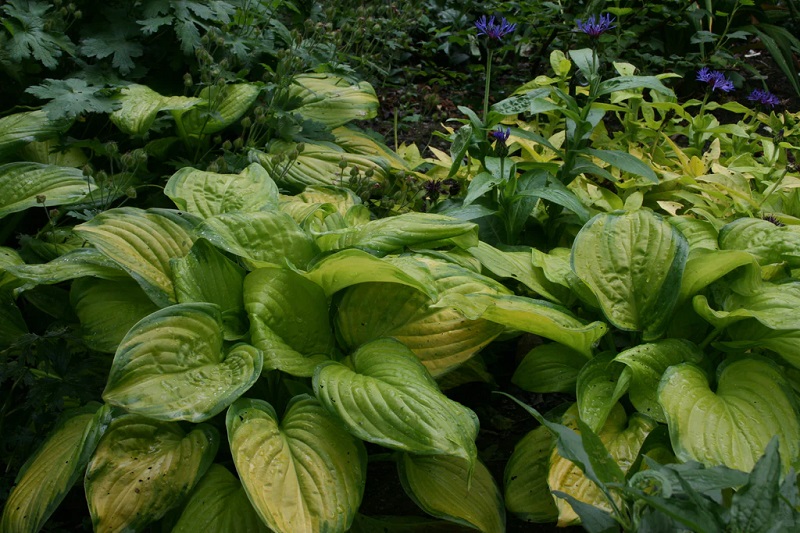 Why Choose Hostas?