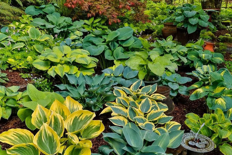 How fast do Hostas grow?