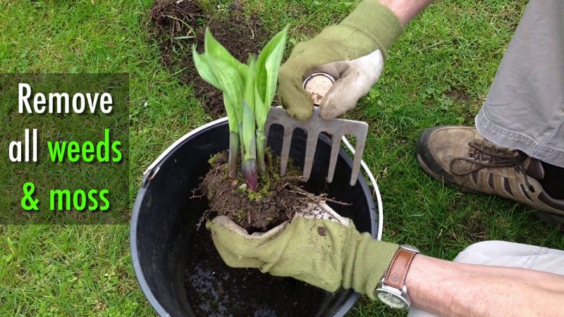 How to plant Hostas?