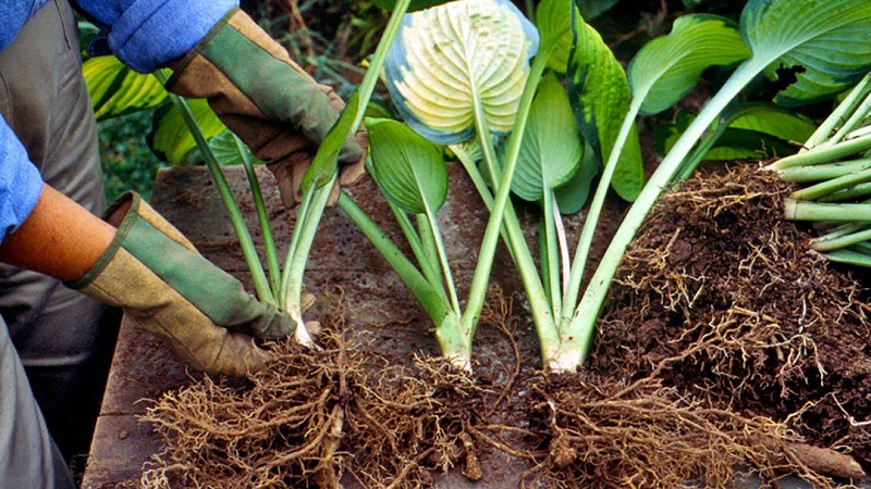 How to plant Hostas?