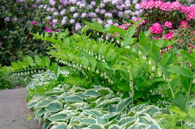 How to plant Hostas?