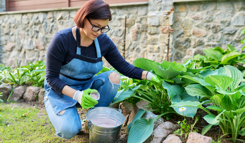 How to care for Hostas plants?