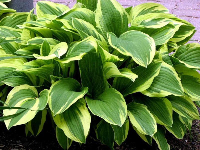 How fast do Hostas grow?