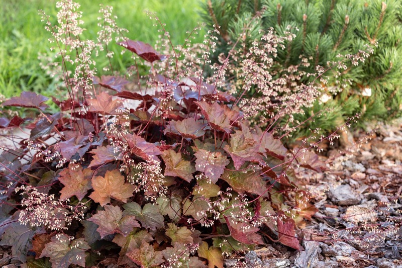 What To Plant With Hostas? 12 Best Companion