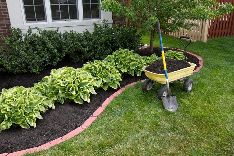 Choosing the Right Hostas Varieties