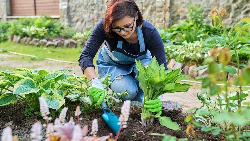 When To Plant Hostas?