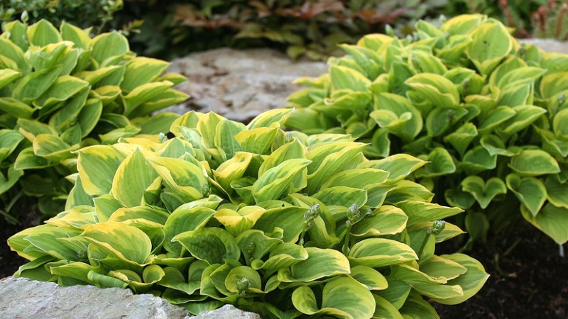 Tips for Planting Hostas