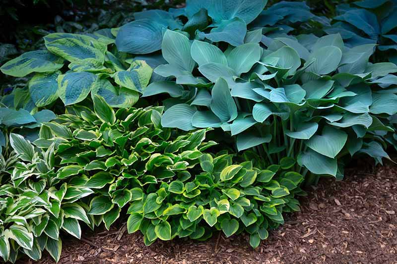 Tips for Planting Hostas