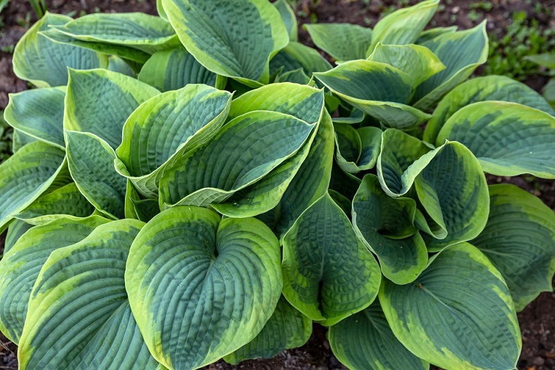 Tips for Planting Hostas