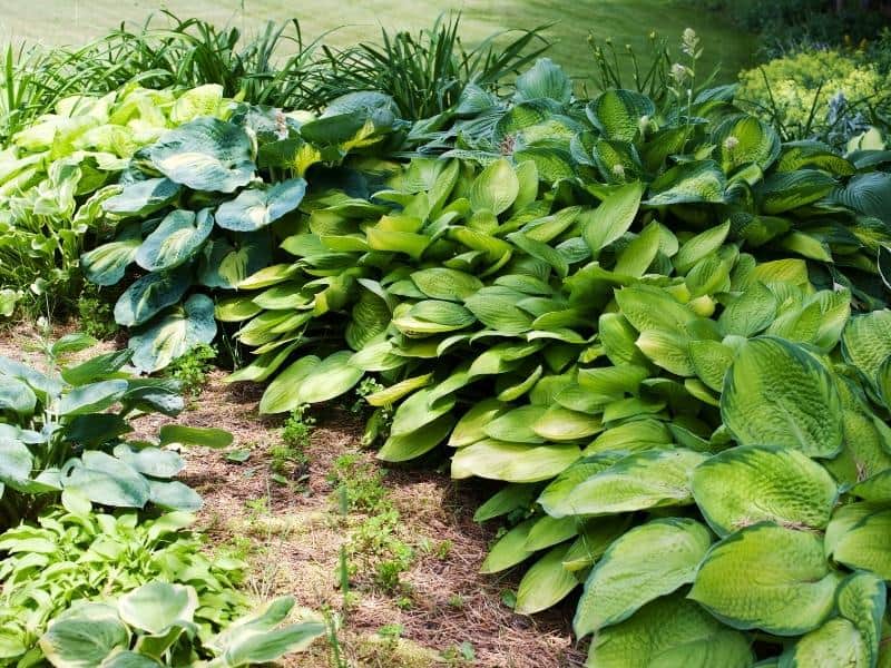 Tips for Planting Hostas