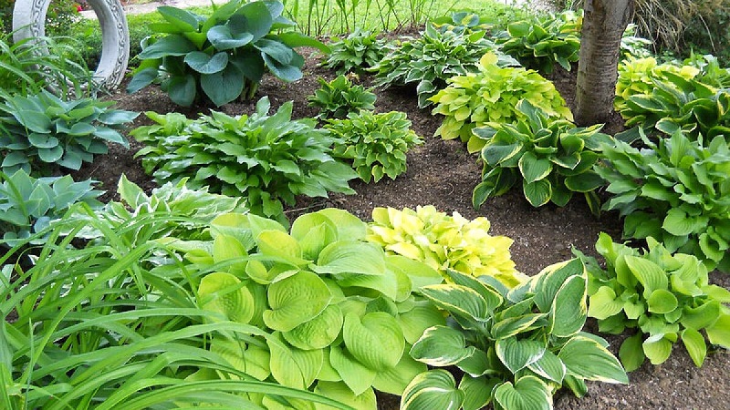 Caring for Hostas Year-Round