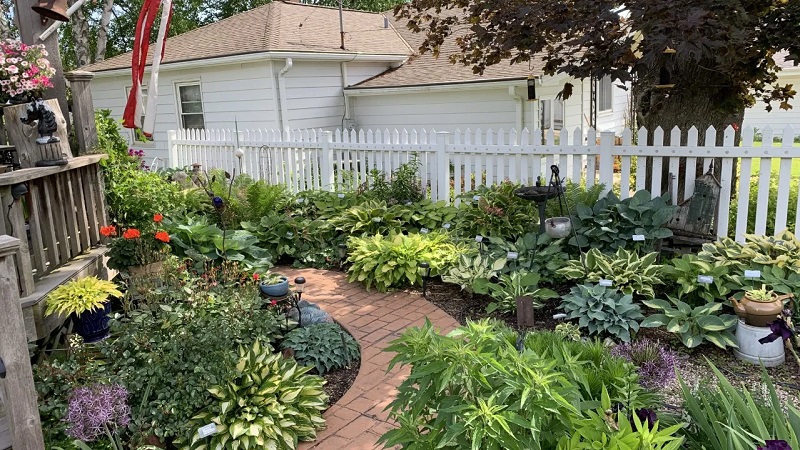 Caring for Hostas Year-Round