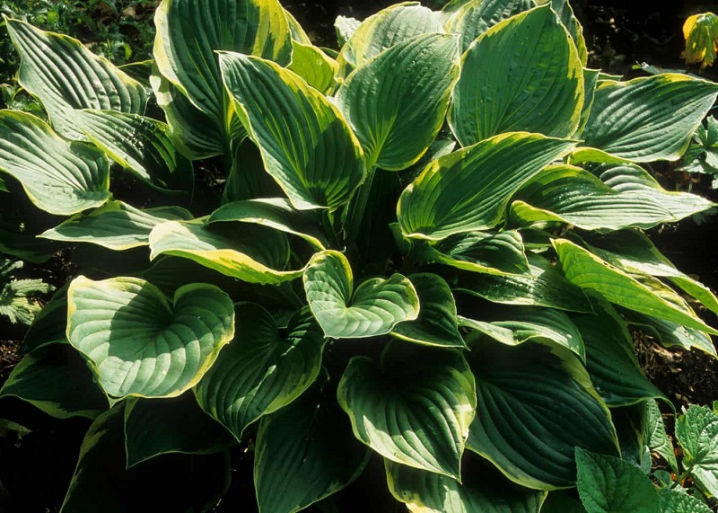 Caring for Hostas Year-Round