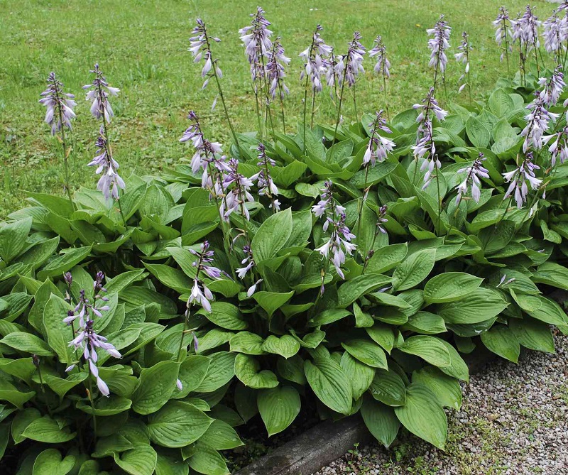 Where To Plant Hostas Sun or Shade?