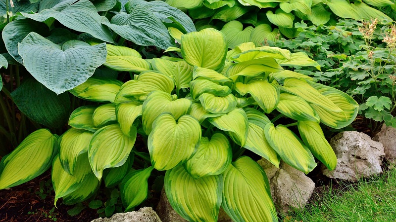 How to landscape with Hostas plants?