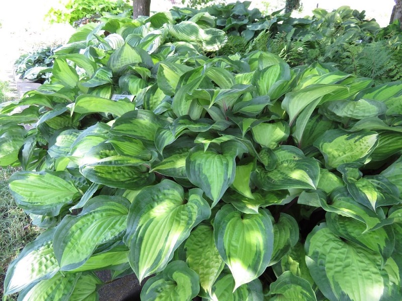 How to landscape with Hostas plants?