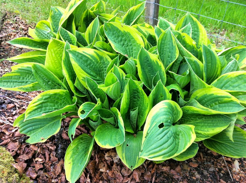 Where To Plant Hostas Sun or Shade?