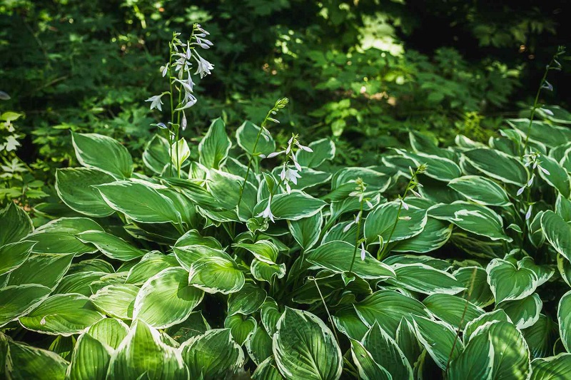 Choosing the Right Hosta Variety