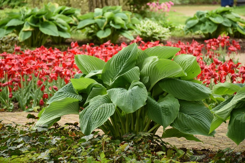 Choosing the Right Hosta Variety