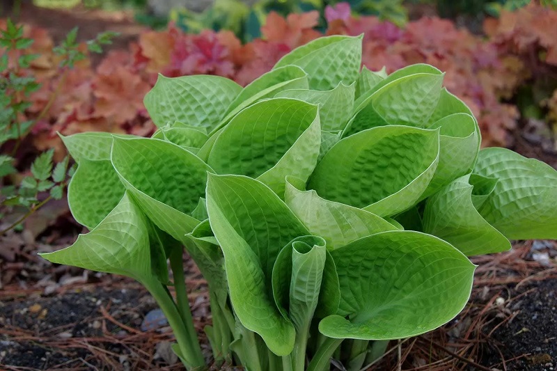 What types of Hosta plants are there?