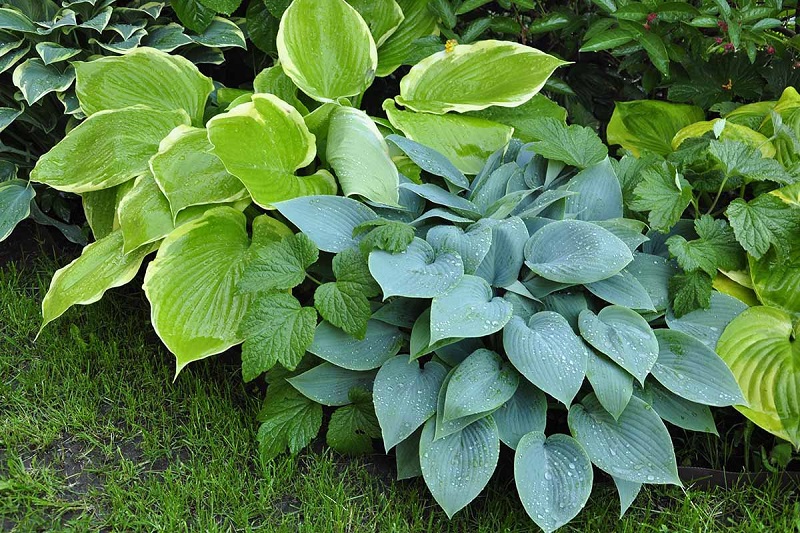 What types of Hosta plants are there?