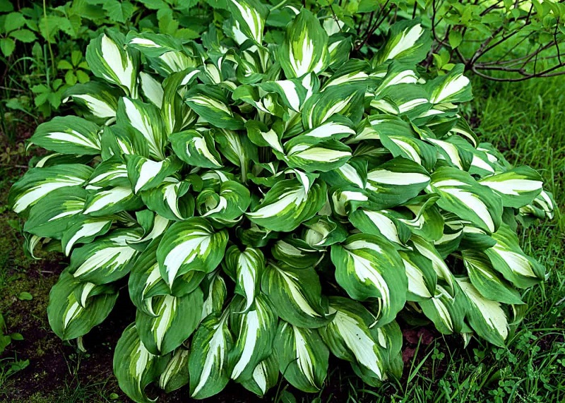 What types of Hosta plants are there?