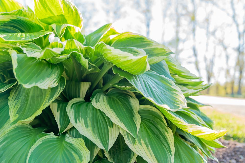 What types of Hosta plants are there?