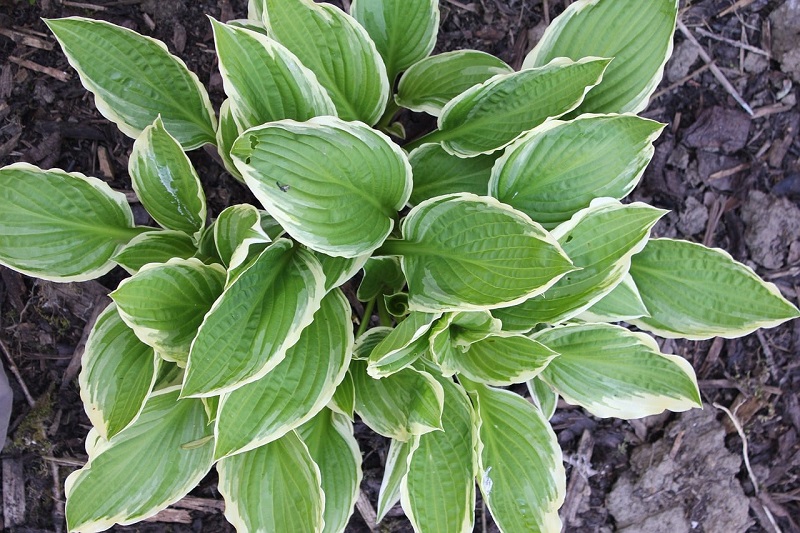 How to landscape with Hostas plants?