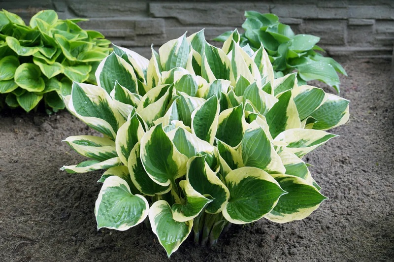 What Are Hostas?