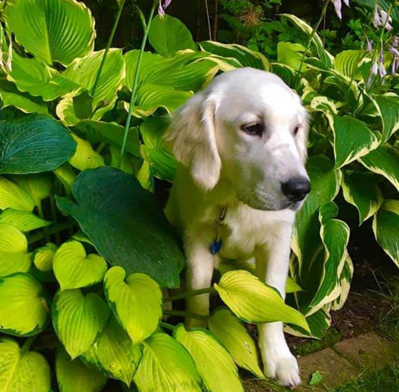 Signs of Hostas plant poisoning in Dogs