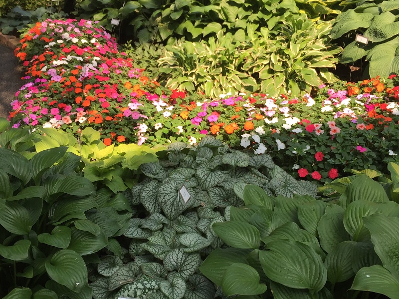 Are Hostas Perennials or Annuals?