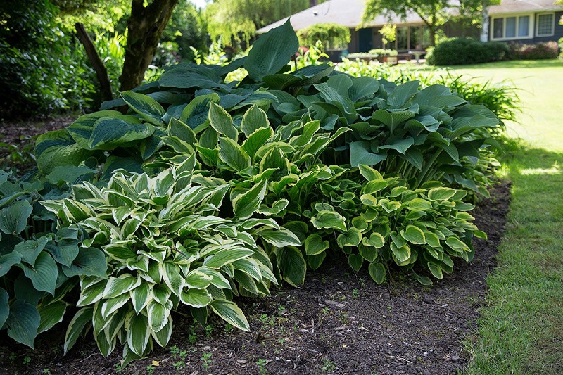 Addressing Common Misbeliefs About Hostas