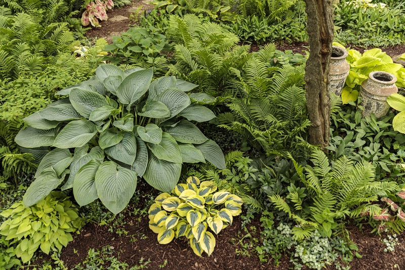 Planting Hostas: Tips for Long-Term Success