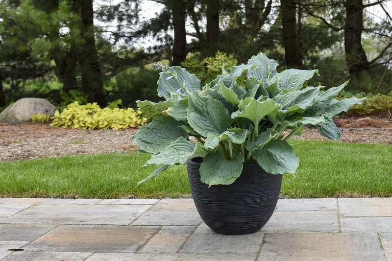 Are Hostas Perennials or Annuals?