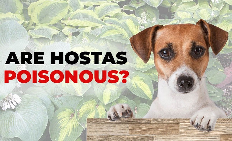 Are Hostas plants toxic to your pets?