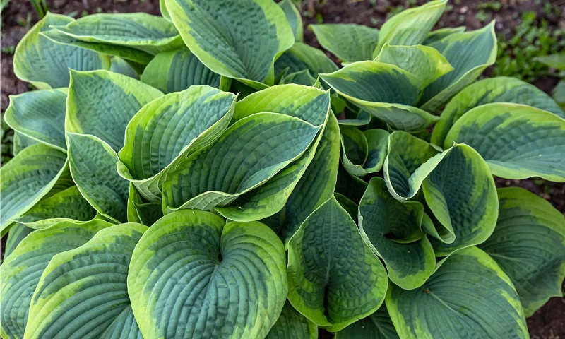 Types of Hostas plants