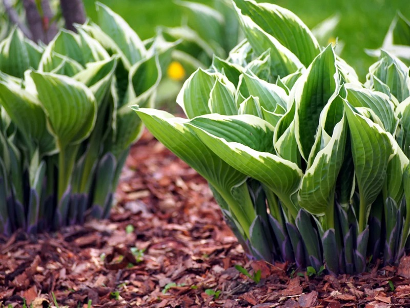 Are Hostas plants edible?