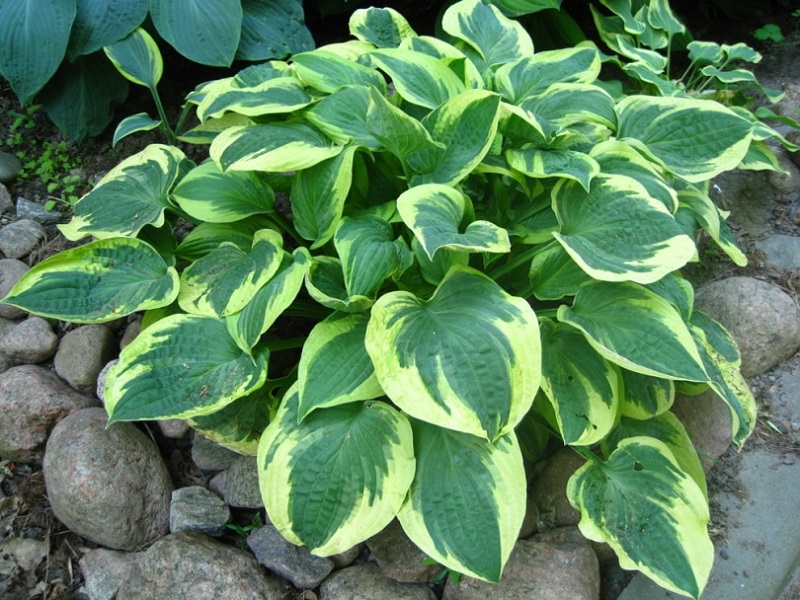 What dishes can the Hostas plant make?