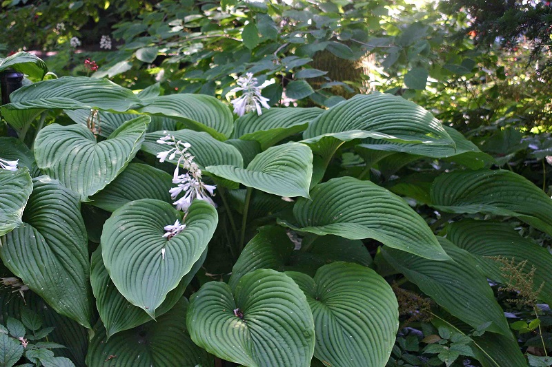 Understanding Hostas: A Botanical Marvel