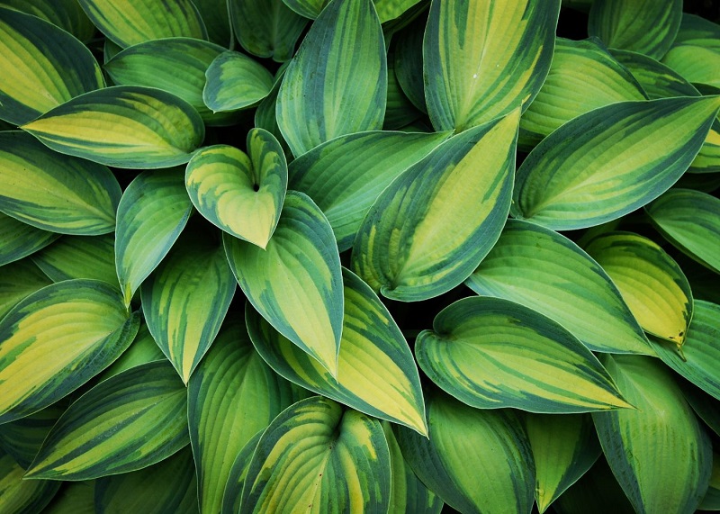 Do Hostas Grow In Florida?