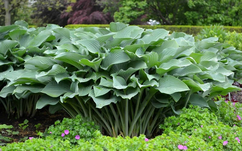 How To Grow And Take Care Of Hosta In Florida?