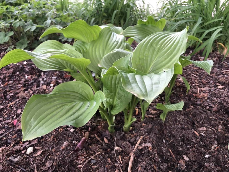 Decoding Hostas' Soil Preferences