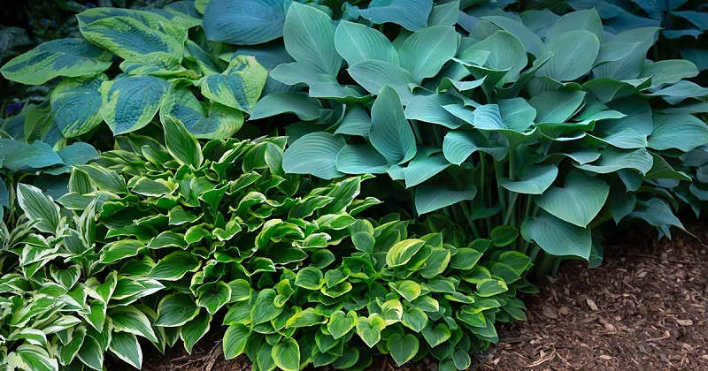 Do Hostas Like Acidic Soil?