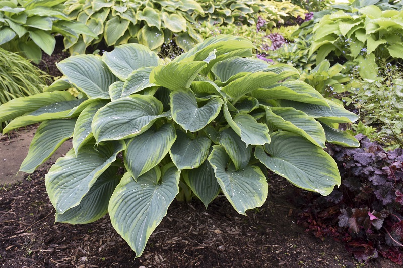 How to treat acidic soil to grow Hostas plants?