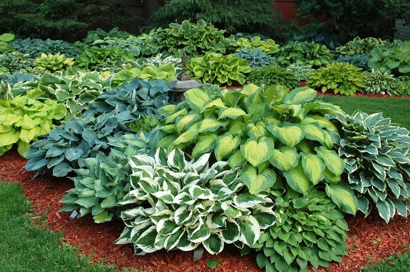 How to treat acidic soil to grow Hostas plants?