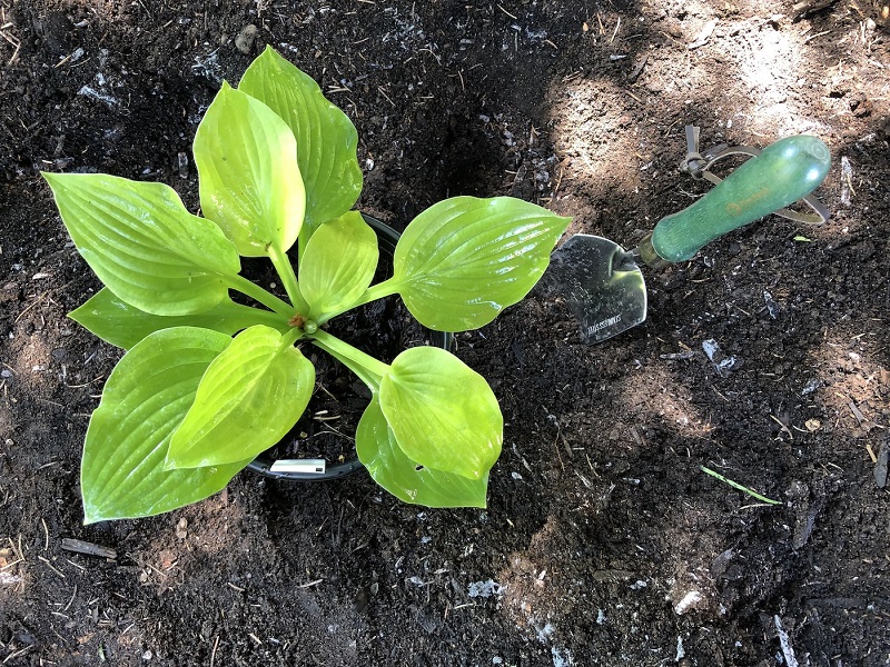 Decoding Hostas' Soil Preferences