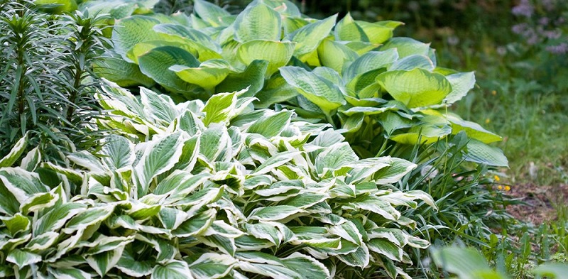 Factors Influencing Hostas' Water Needs