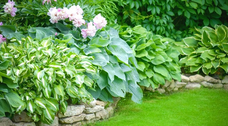 Factors Influencing Hostas' Water Needs