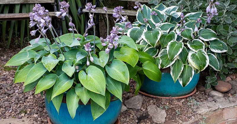 Signs of lack or excess water of Hostas plants