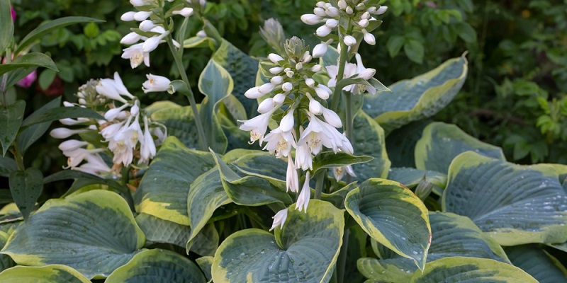 Signs of lack or excess water of Hostas plants